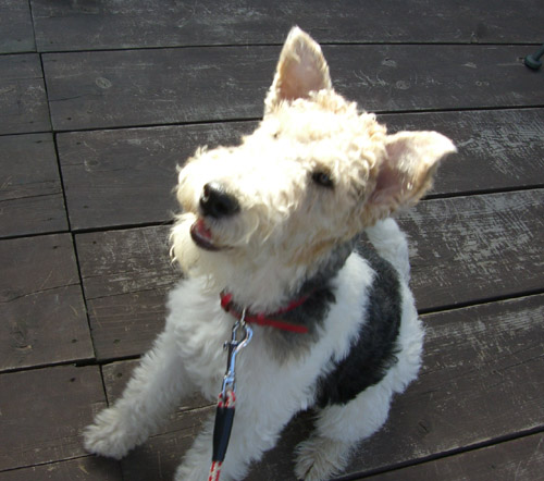 正統派お座り-01