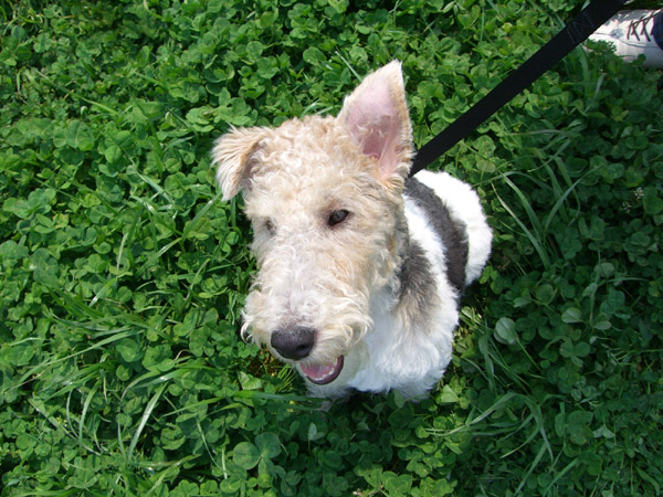 正統派お座り-02