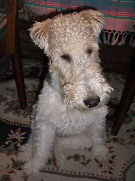 大吉流お座り-01