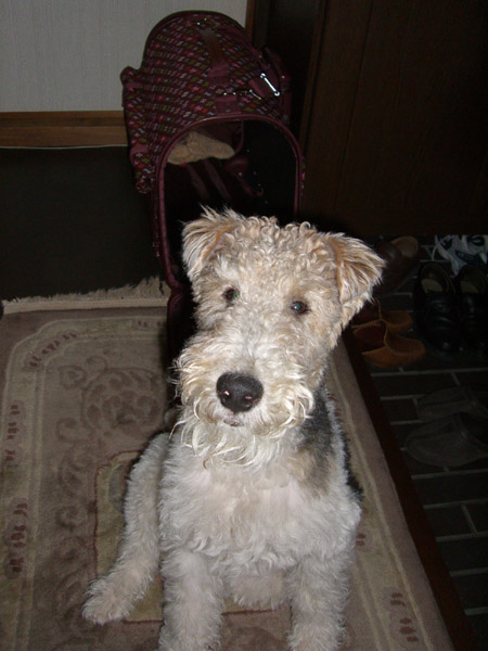 大吉流お座り-02