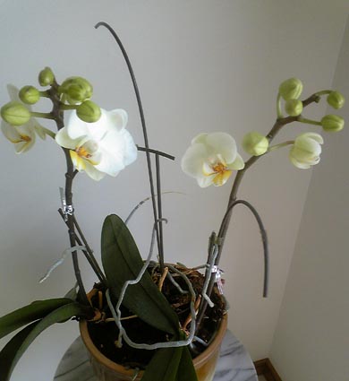 orchidea2011