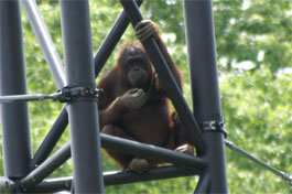 orangutan1.jpg