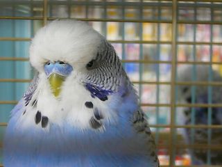 ジャンボセキセイインコ その2 のほほん綴り 楽天ブログ ジャンボセキセイインコ その2 のほほん綴り 楽天ブログ