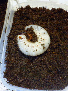 リッキー（♂Ａ）の様子