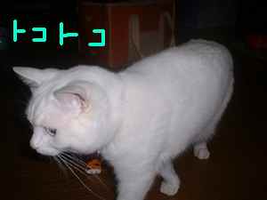 ｔコトコ.JPG