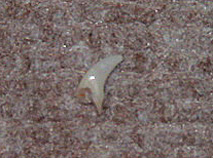 DSC01385.jpg