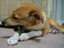 DSC01542.jpg