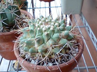 種類不明サボテン