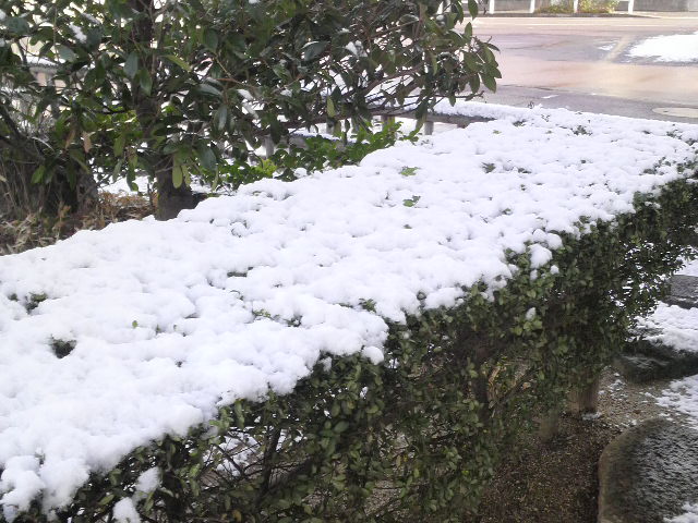 初雪