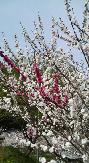 阿智村　花桃祭り