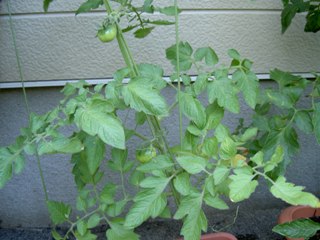 PICT1080.JPG