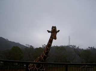 コピー ～ PICT2043.JPG