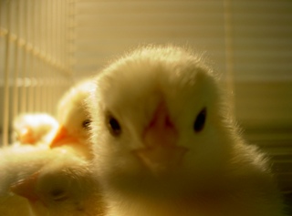 コピー ～ PICT2082.JPG