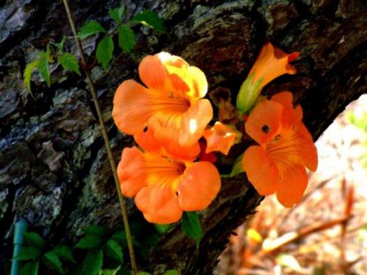 ノウゼンカズラ【凌霄花】
