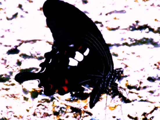 黒アゲハ
