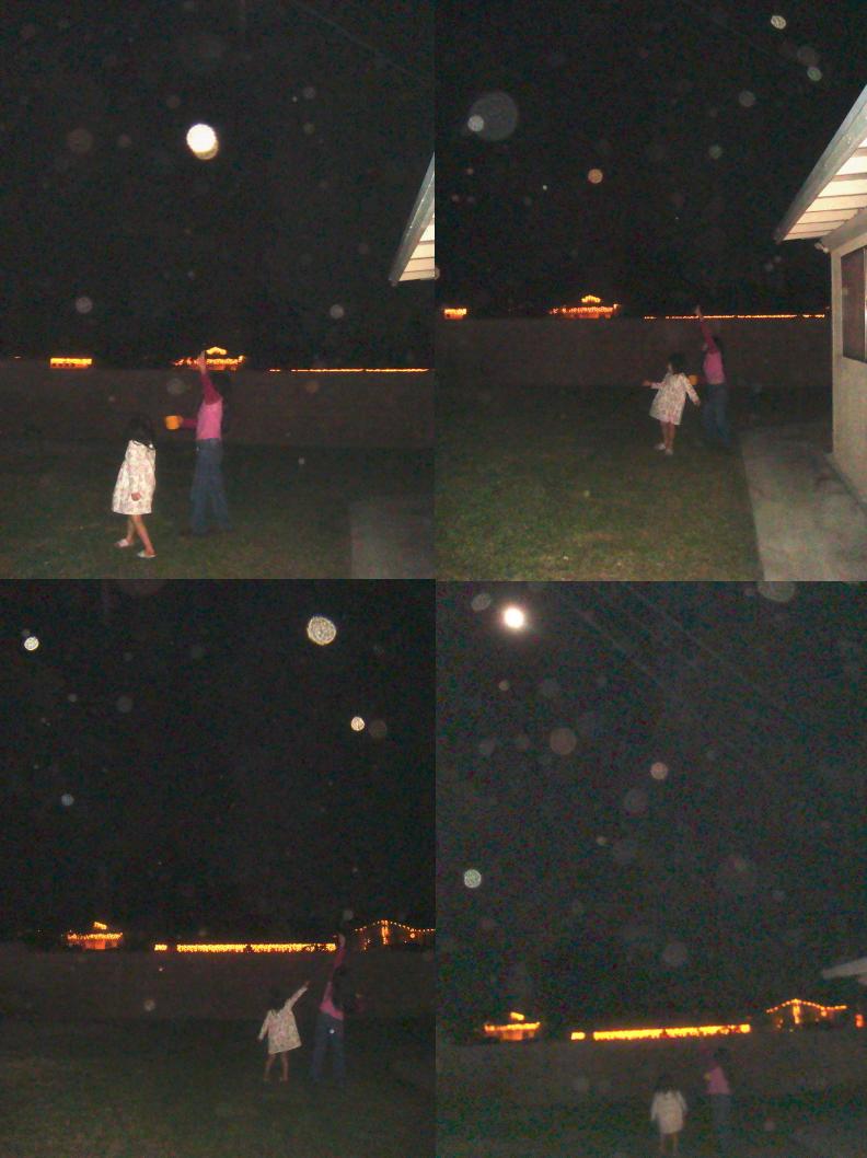 reindeer feeding 1.JPG