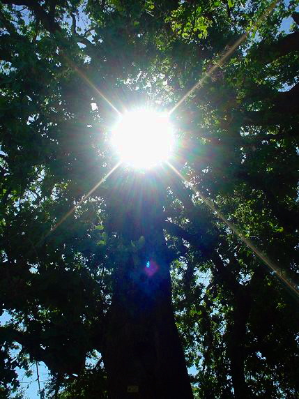 10 sunlight.JPG