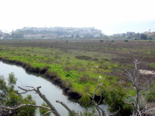 Ballona Wetland.JPG