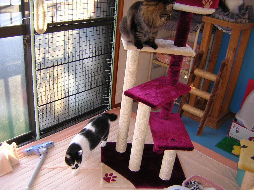 neko33 055.jpg