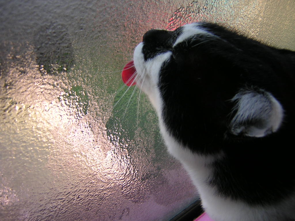 neko40 004.jpg