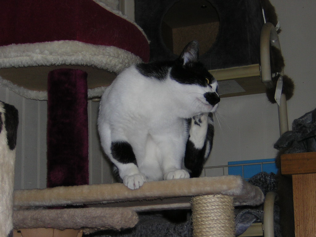 neko 020.jpg