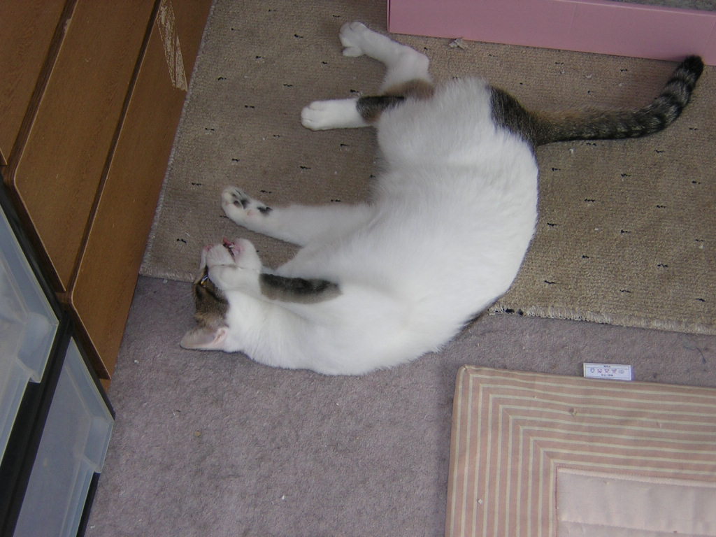 neko24 021.jpg
