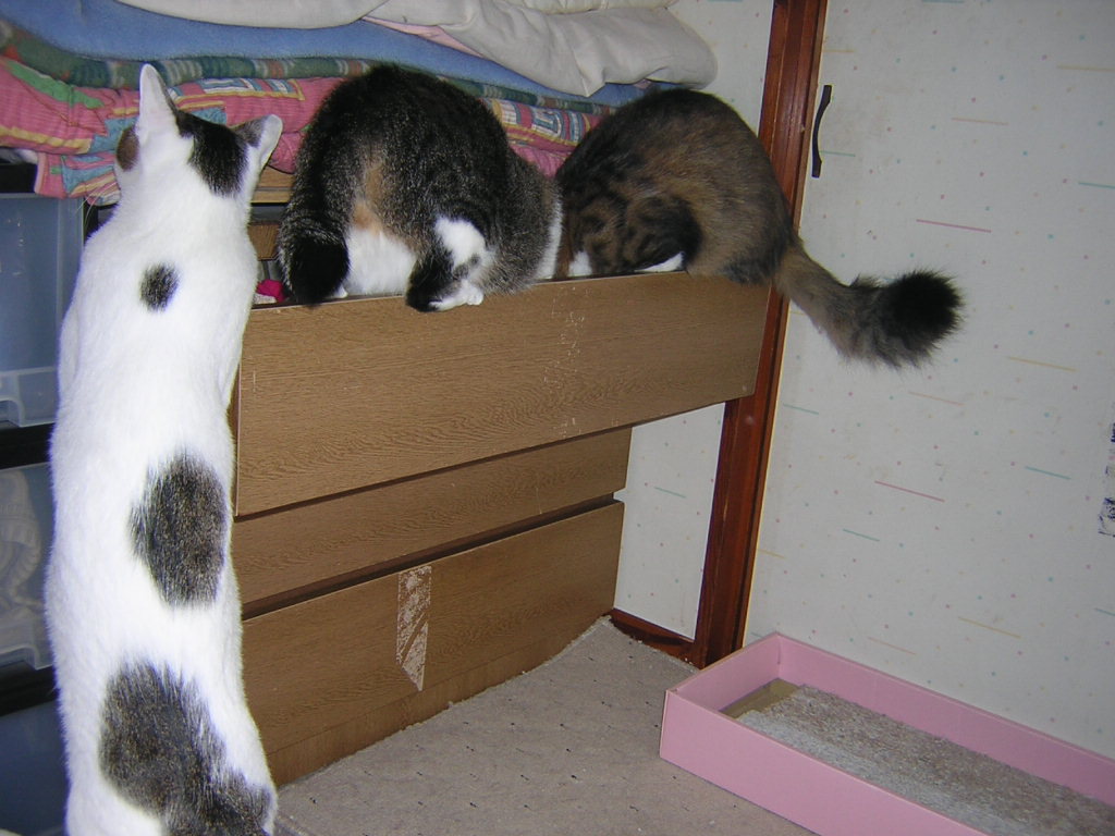 neko22 015.jpg