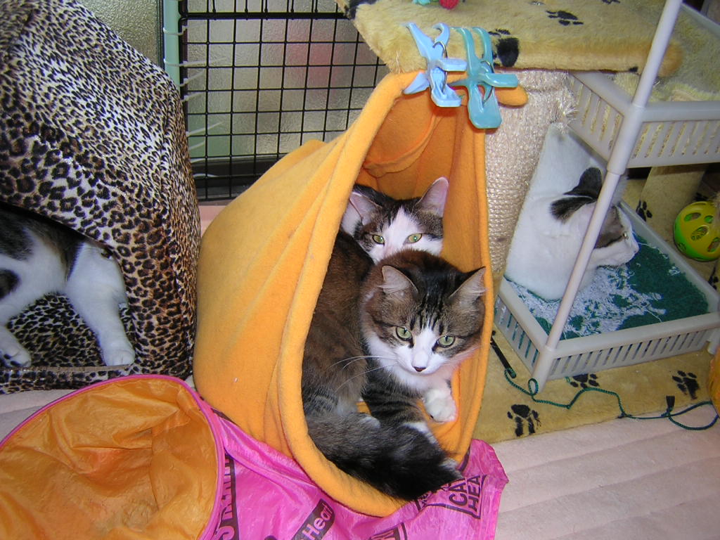 neko20 038.jpg