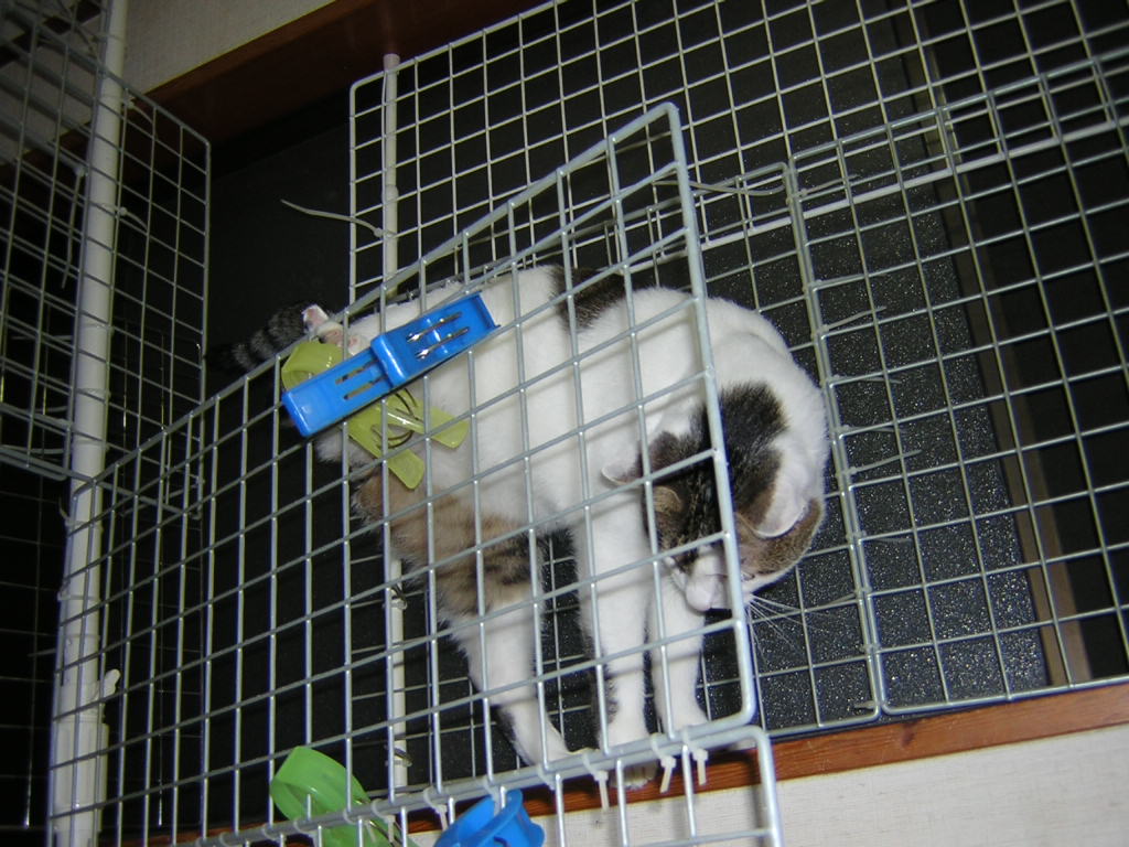 neko20 004.jpg