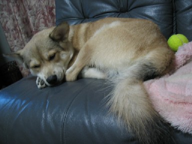 sleeping kotaro