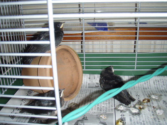 お母さんの声だ