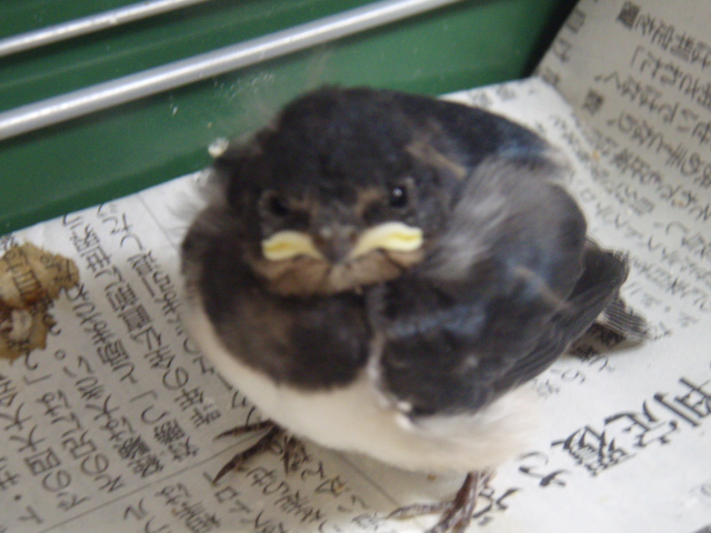 トッピーは小さい