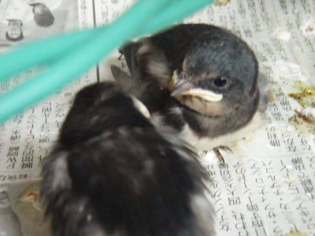 ツッピーが元気出せよ