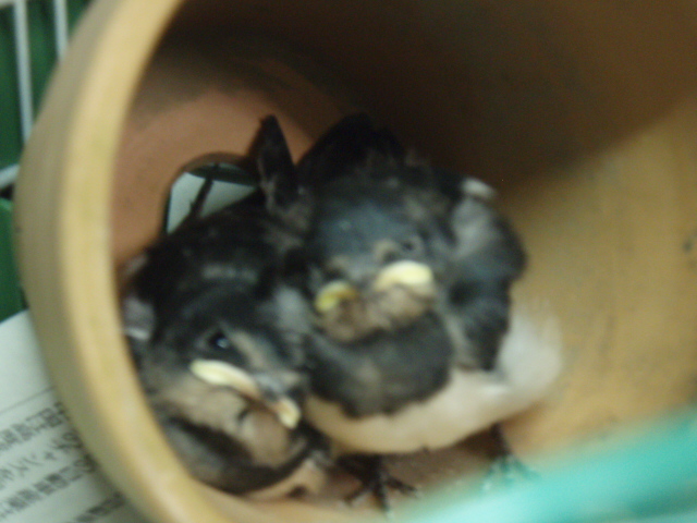 押すなよ、重いよ～