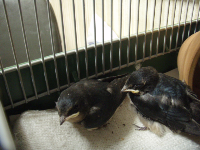 寒い？右がトッピー