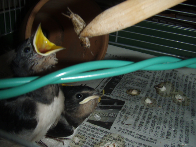 餌がコオロギに