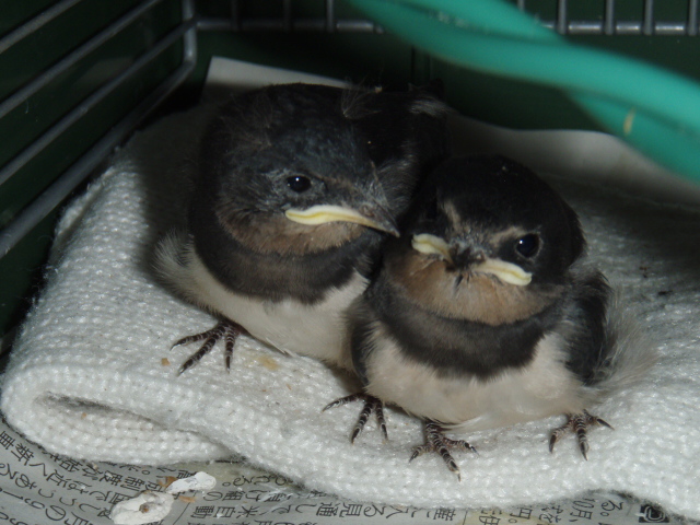 落ち着いてきましたおやすみ・・