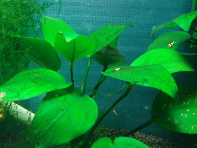 イッイモムシ！