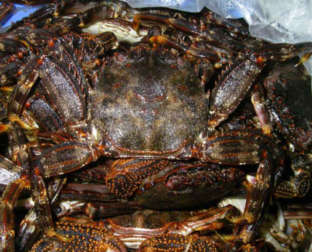 2010・5・31 003-1_001.jpg