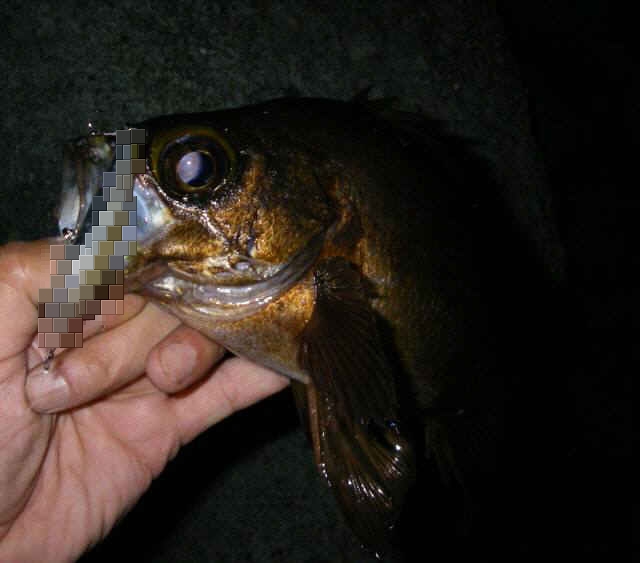 2010・5・31 014-1_001.jpg