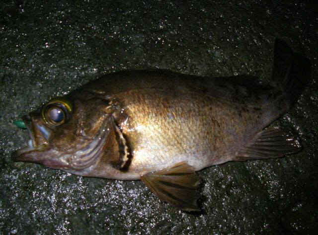 2010・5・31 024-1_001.jpg