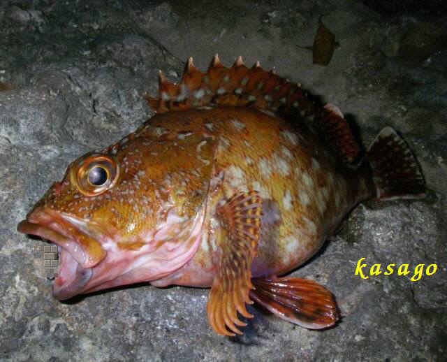 2010・6・18 001-1_001.jpg