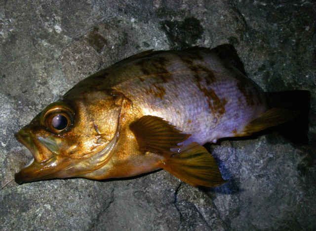 2010・6・18 -1_001.jpg