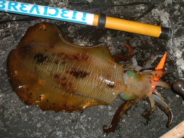 アオリ1.6k (2).JPG