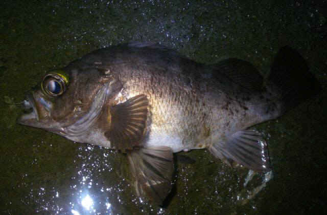 2010・10・13 002-1_001.jpg