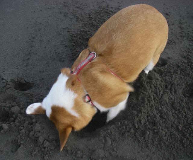 2010・7・9 011-1_001.jpg