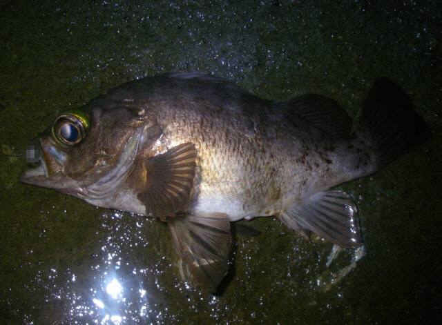 2010・5・31 008-1_001.jpg