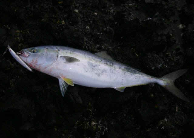 2010・7・20 003-1_001.jpg