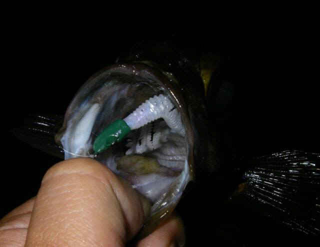 2010・5・31 002-1_001.jpg