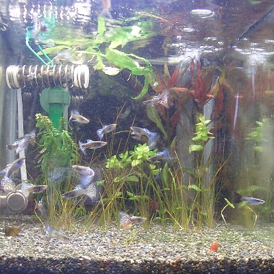 ﾌﾙﾒﾀﾙﾌﾞﾙｰｸﾞﾗｽｸﾞｯﾋﾟｰ-070820-1